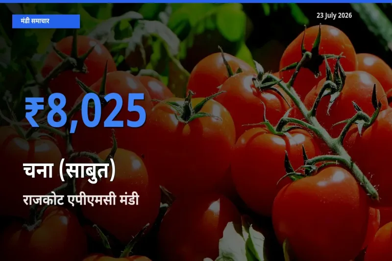 23 July अपडेट: चना (साबुत) के सबसे ऊँचे दाम राजकोट एपीएमसी मंडी में