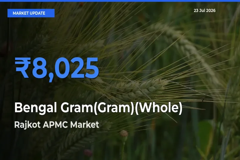 Top Performer! Rajkot APMC Offers Best Bengal Gram(Gram)(Whole) Price Today