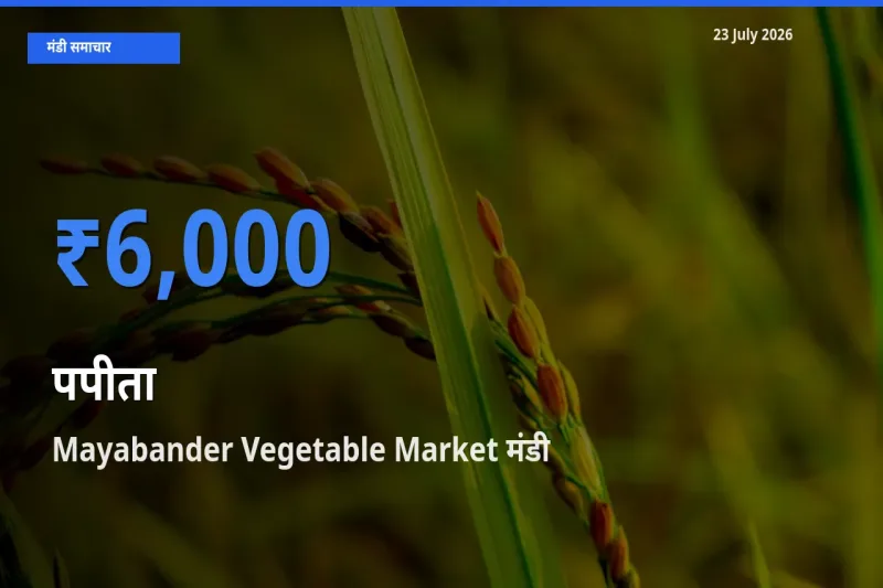 टॉप मंडी बना Mayabander Vegetable Market! पपीता के सबसे ऊँचे दाम यहीं दर्ज