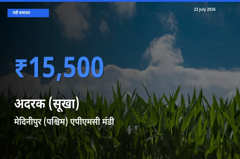 बाज़ार संकेत: मेदिनीपुर (पश्चिम) एपीएमसी बना अदरक (सूखा) के लिए आज की टॉप मंडी