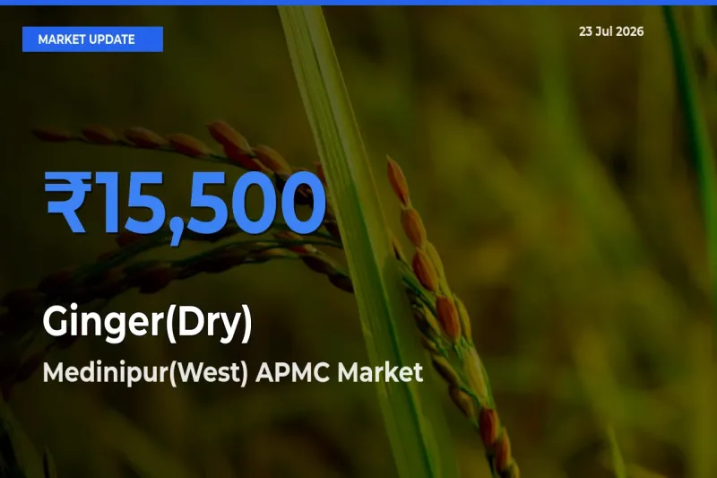 Medinipur(West) APMC Records Highest ₹15,500 Rate for Ginger(Dry)