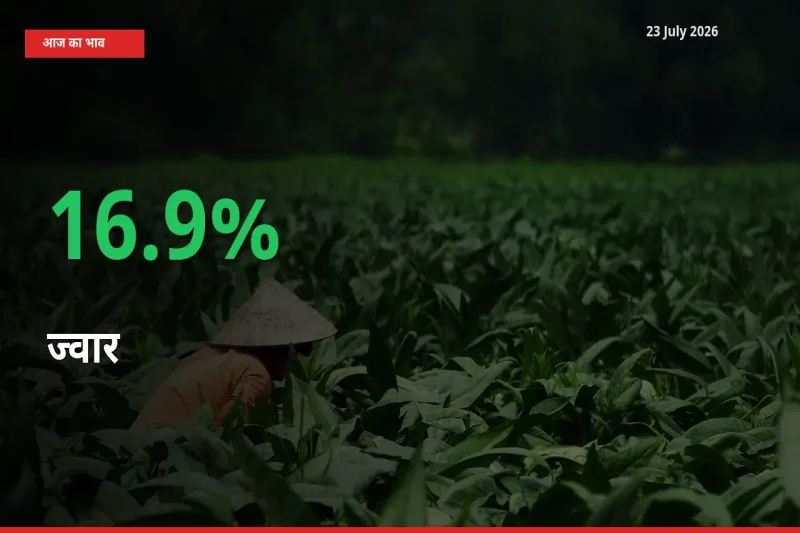 23 July अपडेट: ज्वार के दाम मंडी में 16.9% उछले