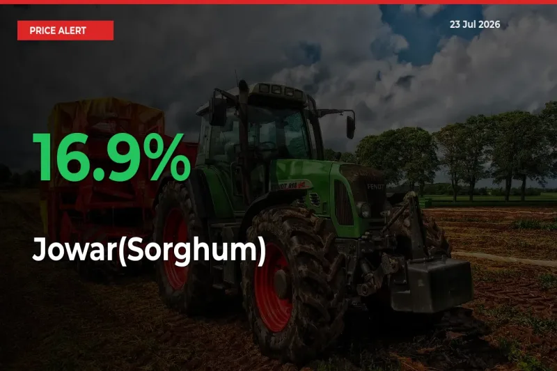 This Mandi Records 16.9% Jump in Jowar(Sorghum) Prices