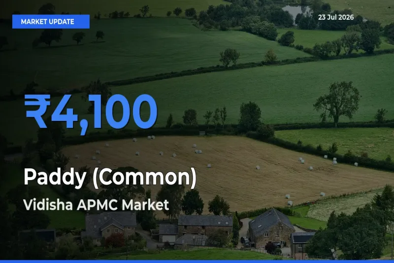 Vidisha APMC Offers ₹4,100 – Highest Paddy (Common) Rate Today