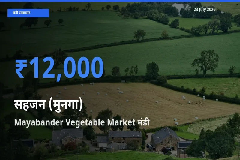 आज सहजन (मुनगा) के सबसे ऊँचे दाम ₹12,000 Mayabander Vegetable Market मंडी में