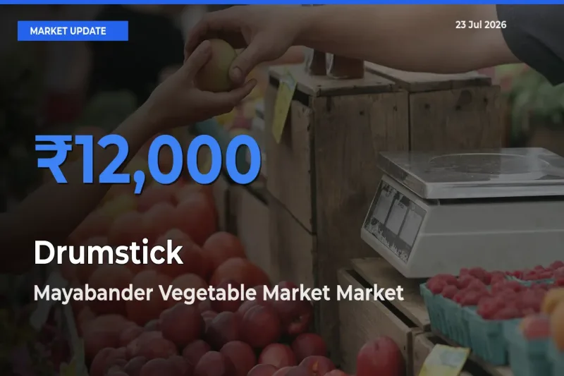 Farmers Prefer Mayabander Vegetable Market as Drumstick Hits Highest Rate