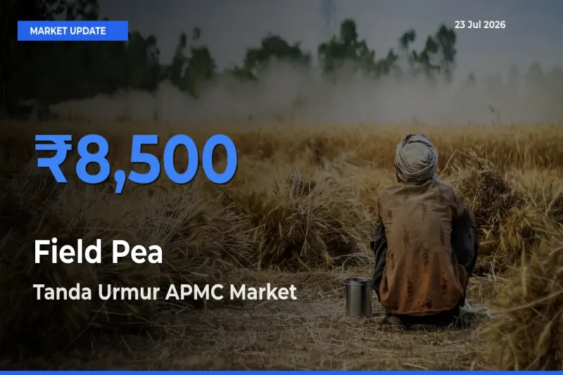 Tanda Urmur APMC Tops Field Pea Mandi Rates Today