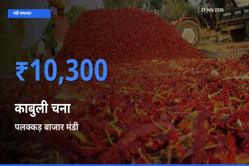 आज काबुली चना के सबसे ज़्यादा दाम पलक्कड़ बाजार मंडी में दर्ज