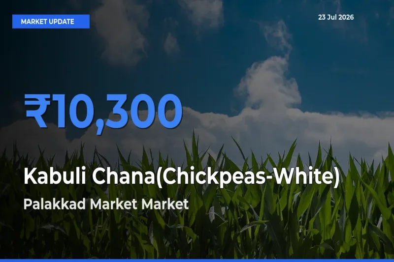 Kabuli Chana(Chickpeas-White) Mandi Rate Today: Palakkad Market Tops the List