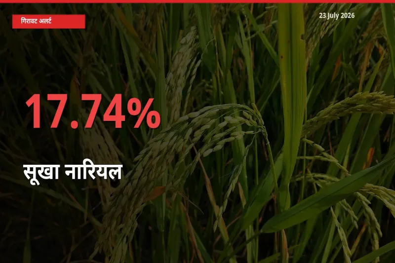 अचानक झटका! मंडी में सूखा नारियल के दाम 17.74% टूटे