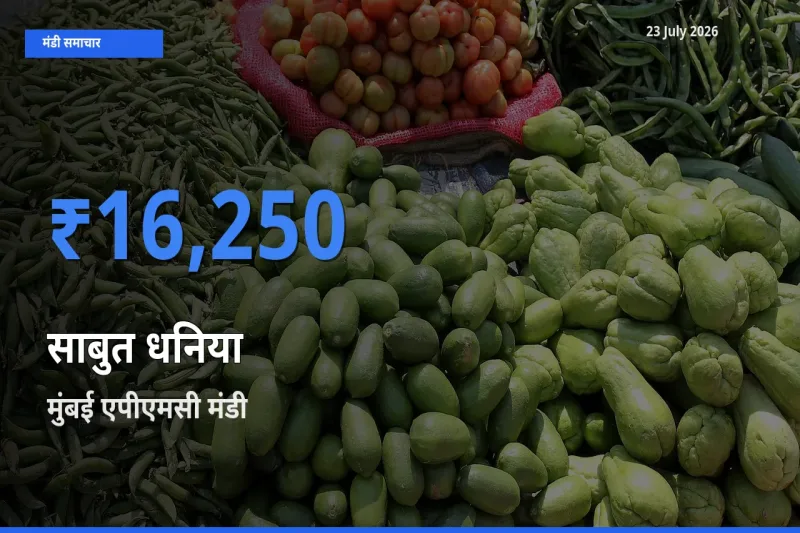 आज साबुत धनिया के सबसे ज़्यादा दाम मुंबई एपीएमसी मंडी में दर्ज