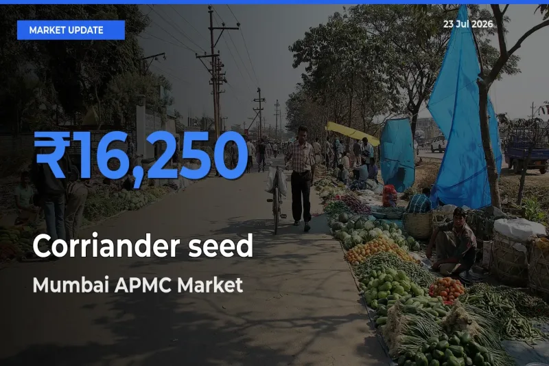 Corriander seed Mandi Rate Today: Mumbai APMC Tops the List