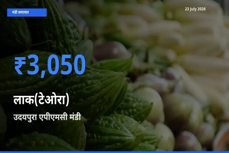 उदयपुरा एपीएमसी मंडी में आज लाक(टेओरा) के सबसे ऊँचे दाम दर्ज