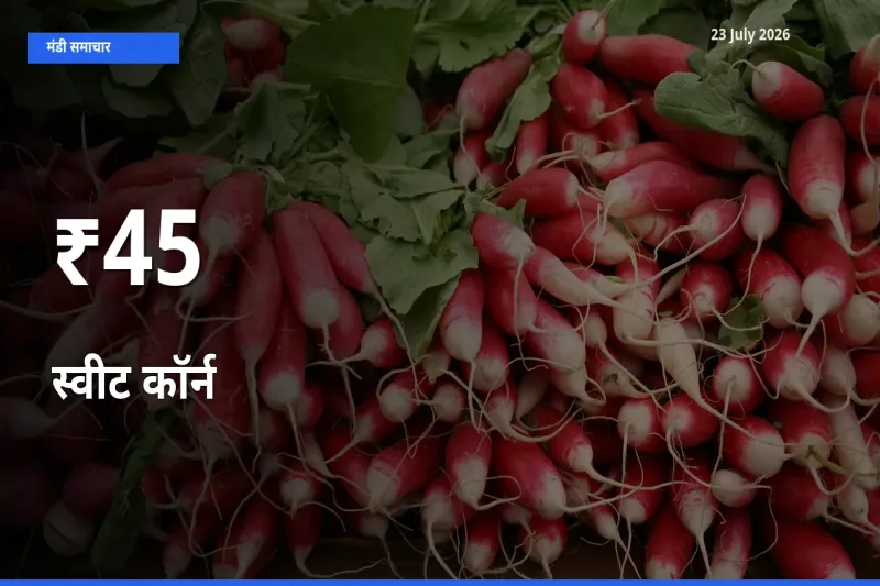 कई मंडियों में स्वीट कॉर्न के भाव एक दिशा में, बाज़ार का रुख साफ