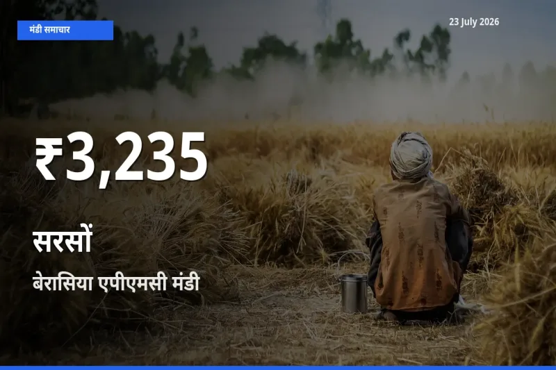 बाज़ार संकेत: सरसों के भाव बेरासिया एपीएमसी में 30 दिन के निचले स्तर पर