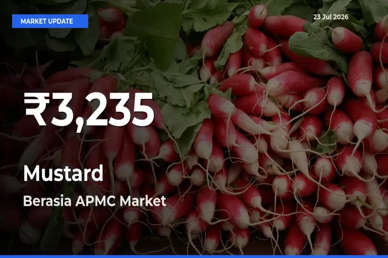 Why Mustard Prices Slumped in Berasia APMC – 30-Day Low Today