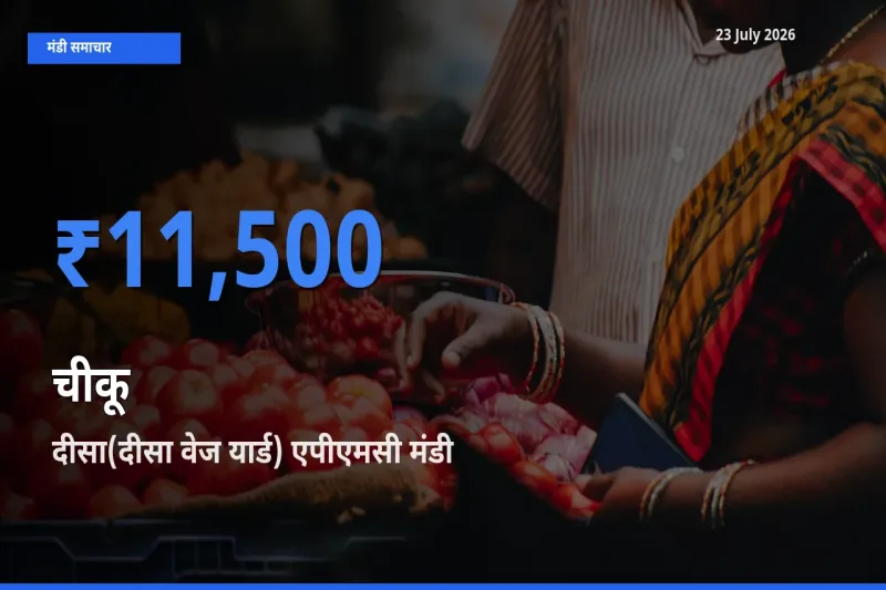 दीसा(दीसा वेज यार्ड) एपीएमसी मंडी में आज चीकू के सबसे ऊँचे दाम दर्ज