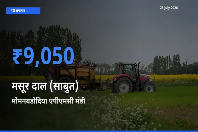आज मसूर दाल (साबुत) के सबसे ज़्यादा दाम मोमनबडोदिया एपीएमसी मंडी में दर्ज