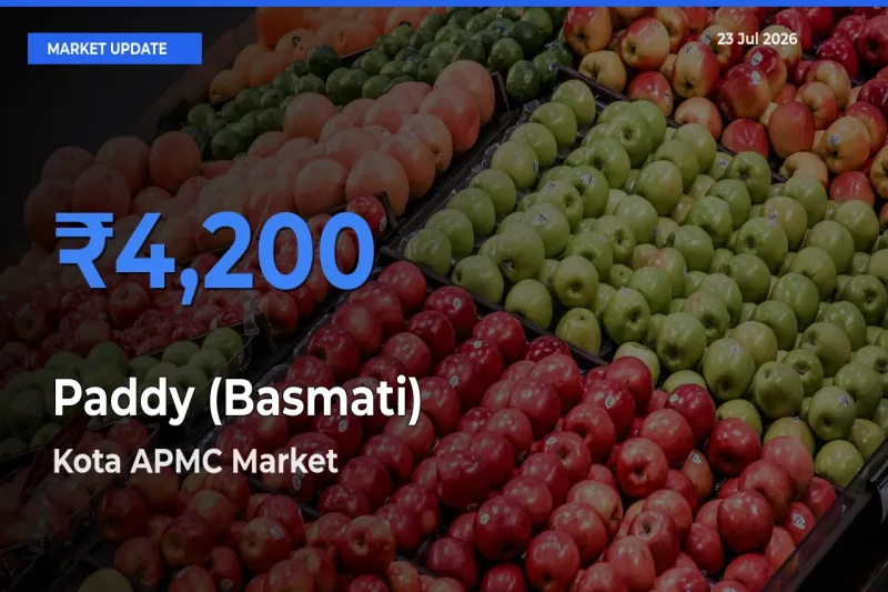 Paddy (Basmati) Mandi Rate Today: Kota APMC Tops the List