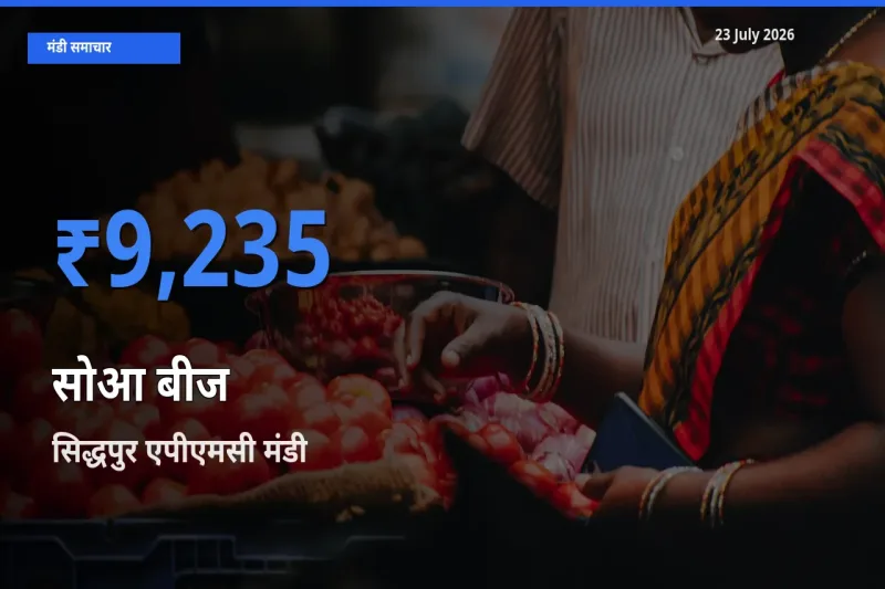 सिद्धपुर एपीएमसी में सोआ बीज का आज सबसे ऊँचा भाव