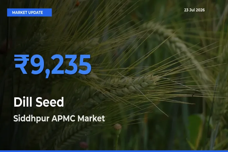 Siddhpur APMC Tops Dill Seed Rates – July 23 Market Update