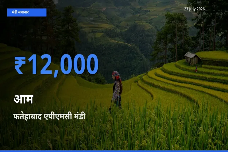 आज का मंडी भाव: आम के सबसे ज़्यादा दाम फतेहाबाद एपीएमसी में