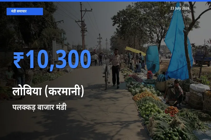 आज का मंडी भाव: लोबिया (करमानी) के सबसे ज़्यादा दाम पलक्कड़ बाजार में