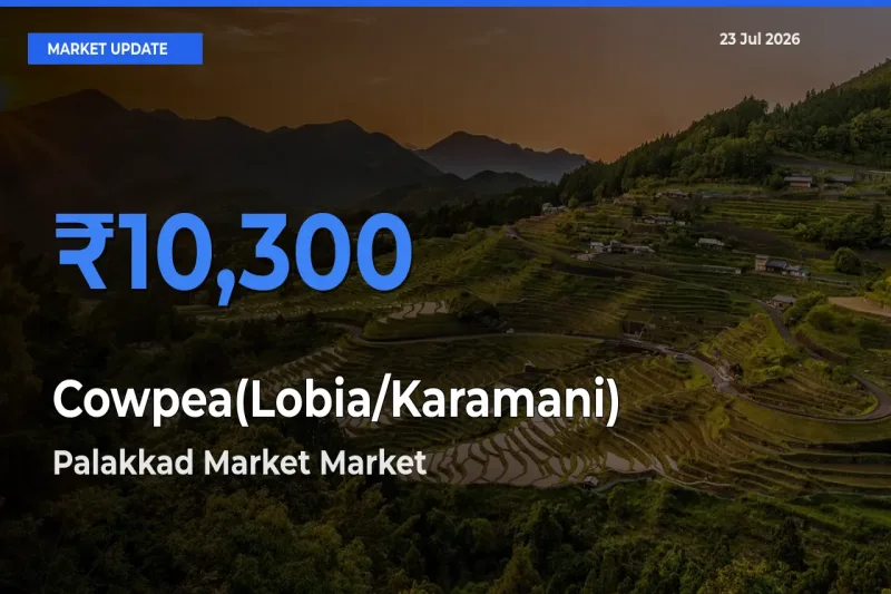 Top Performer! Palakkad Market Offers Best Cowpea(Lobia/Karamani) Price Today