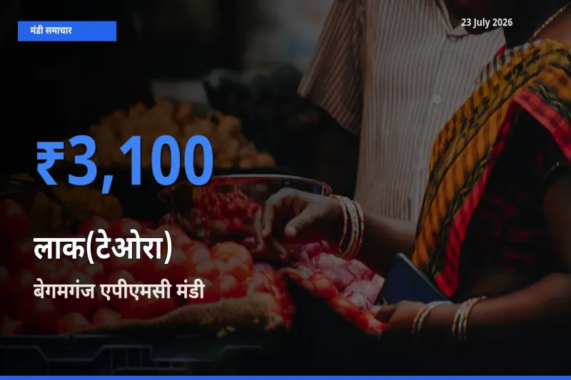 बाज़ार संकेत: बेगमगंज एपीएमसी बना लाक(टेओरा) के लिए आज की टॉप मंडी