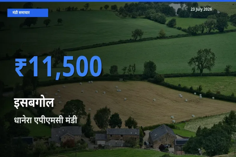 23 July अपडेट: इसबगोल के सबसे ऊँचे दाम धानेरा एपीएमसी मंडी में