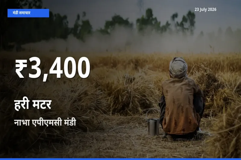 बाज़ार संकेत: हरी मटर के भाव नाभा एपीएमसी में 30 दिन के निचले स्तर पर