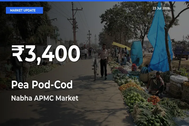 Pea Pod-Cod Hits 30-Day Low in Nabha APMC