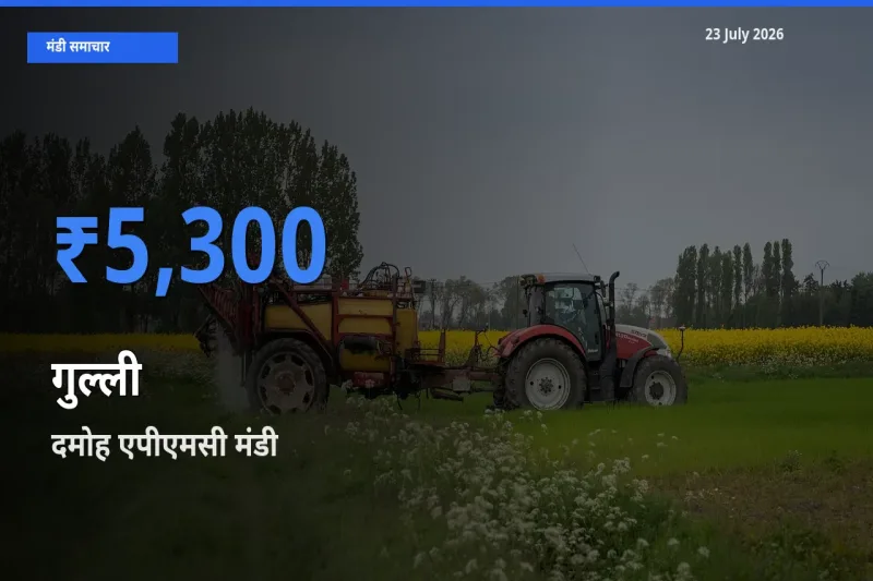 आज गुल्ली के सबसे ऊँचे दाम ₹5,300 दमोह एपीएमसी मंडी में