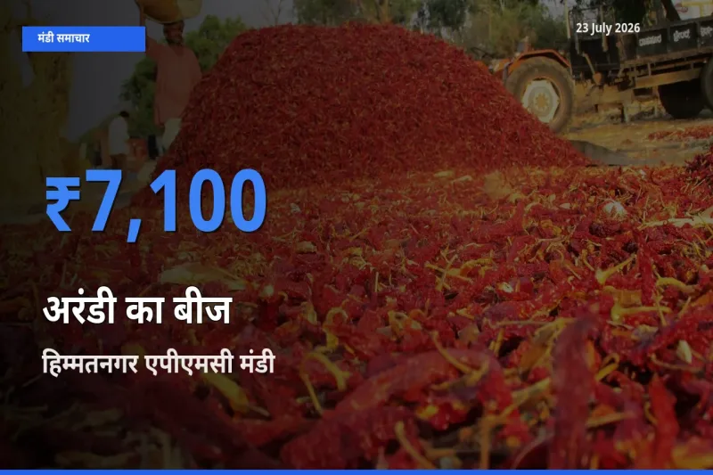 हिम्मतनगर एपीएमसी मंडी में आज अरंडी का बीज के सबसे ऊँचे दाम दर्ज