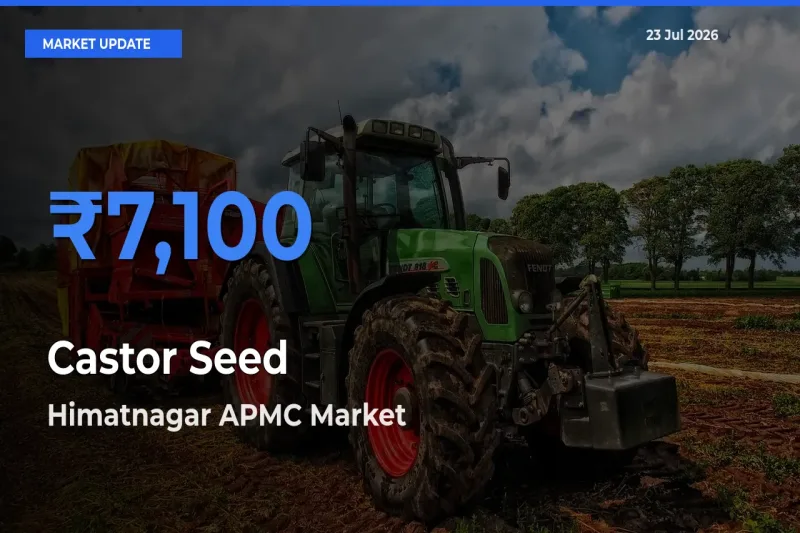 Himatnagar APMC Tops Castor Seed Mandi Rates Today