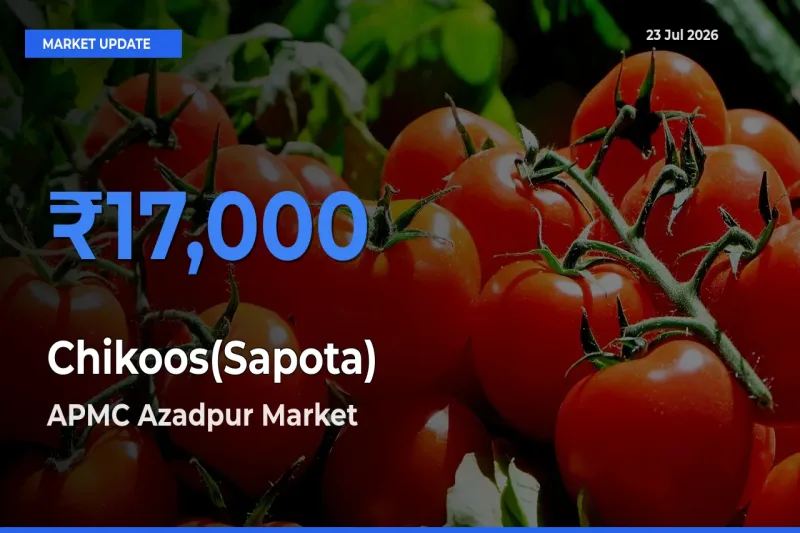 APMC Azadpur Offers ₹17,000 – Highest Chikoos(Sapota) Rate Today