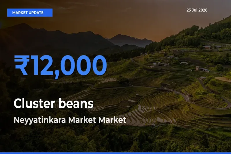 Farmers Prefer Neyyatinkara Market as Cluster beans Hits Highest Rate