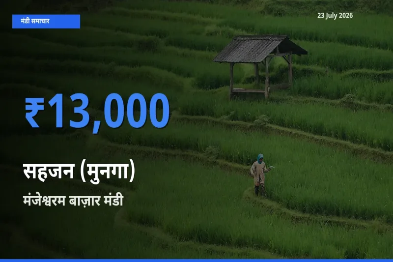 मंजेश्वरम बाज़ार में सहजन (मुनगा) का आज सबसे ऊँचा भाव