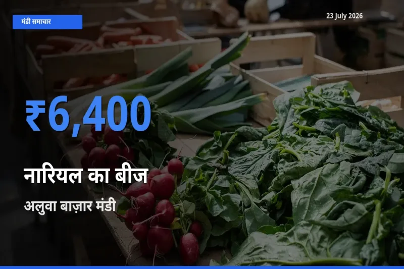 आज नारियल का बीज के सबसे ज़्यादा दाम अलुवा बाज़ार मंडी में दर्ज