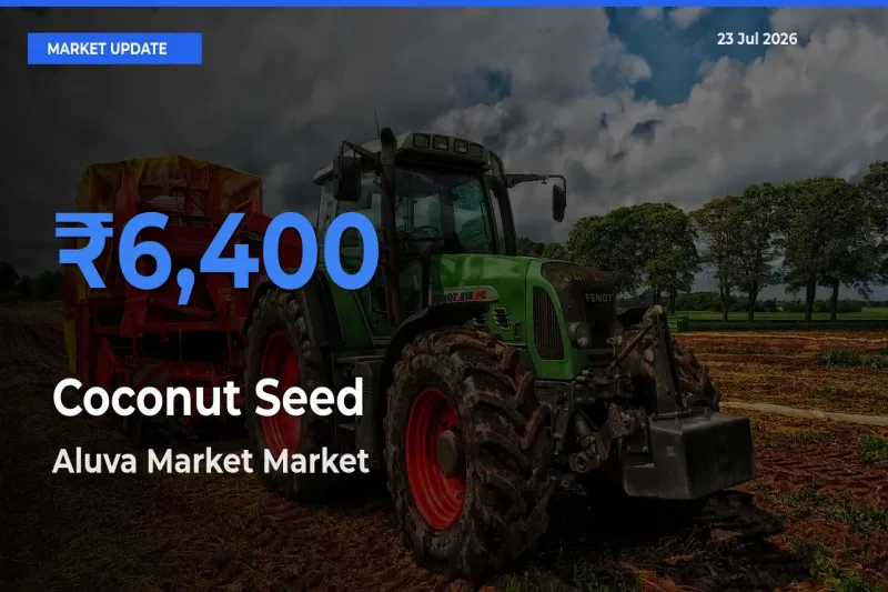 Aluva Market Offers ₹6,400 – Highest Coconut Seed Rate Today