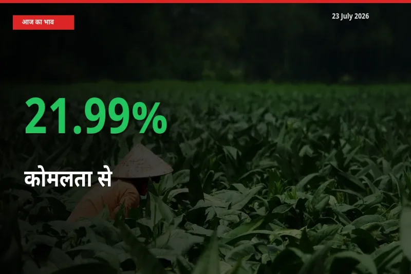 किसानों के लिए खुशखबरी! स्थानीय मंडी में कोमलता से 21.99% उछला