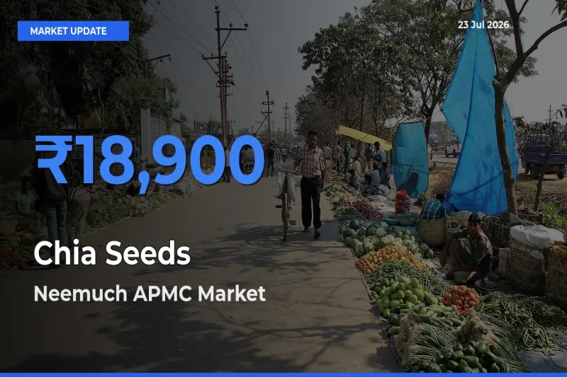 Neemuch APMC Tops Chia Seeds Rates – July 23 Market Update