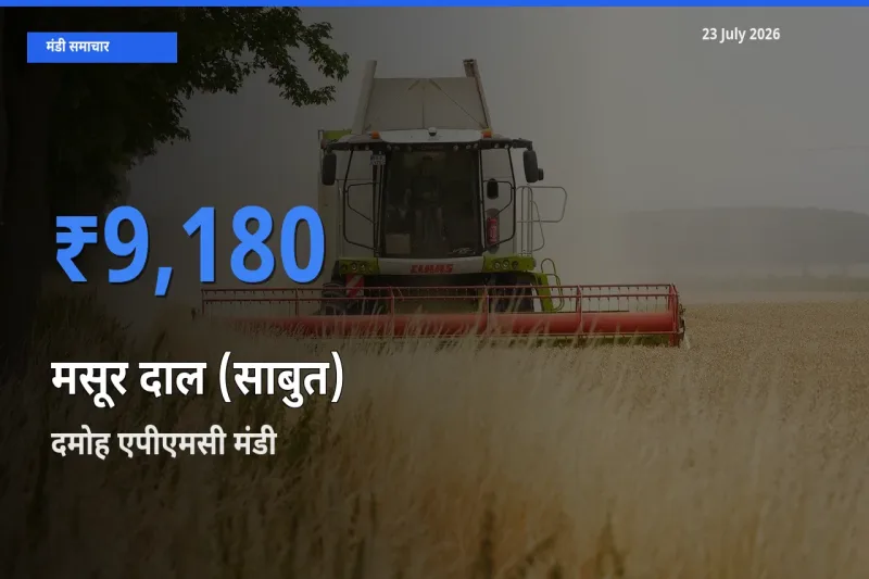 आज मसूर दाल (साबुत) के सबसे ज़्यादा दाम दमोह एपीएमसी मंडी में दर्ज