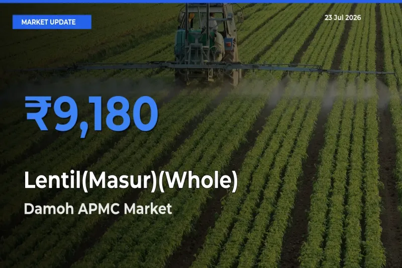 Farmers Prefer Damoh APMC as Lentil(Masur)(Whole) Hits Highest Rate