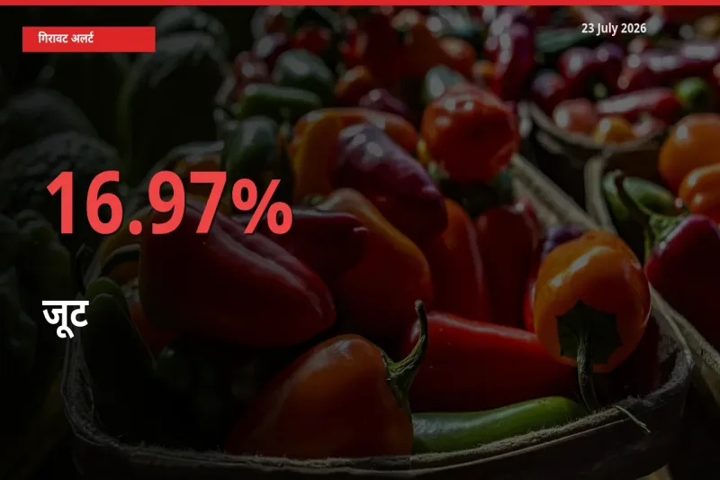 जूट 16.97% गिरा, मंडी