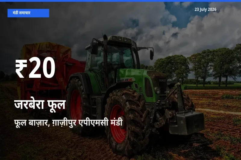 जरबेरा फूल के दामों में गिरावट, फूल बाज़ार, ग़ाज़ीपुर एपीएमसी में 30 दिन का न्यूनतम भाव