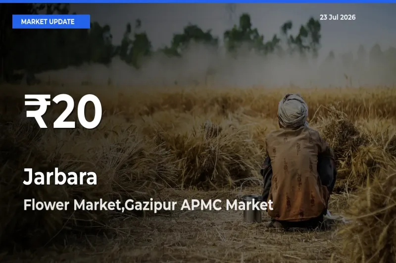 Big Drop! Jarbara Slides to 30-Day Low at Flower Market,Gazipur APMC