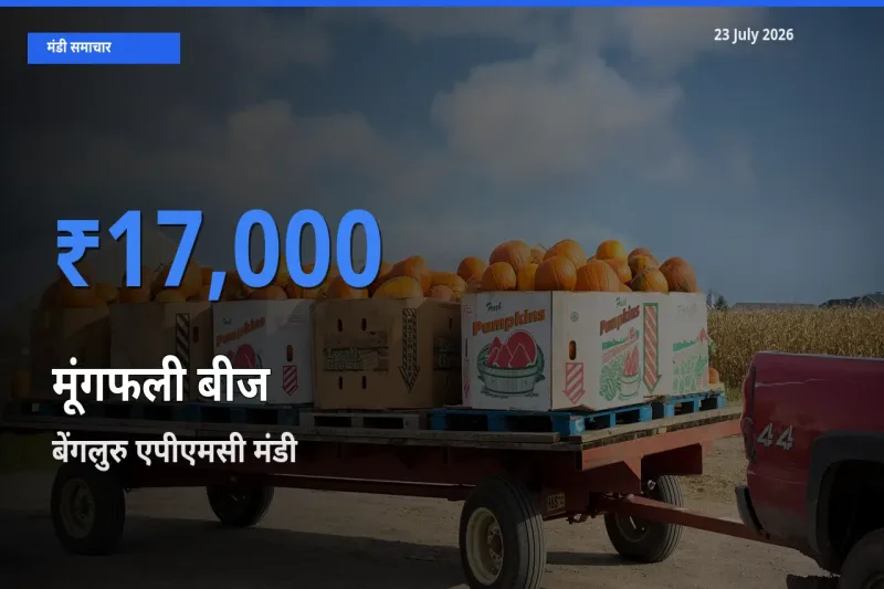 बेंगलुरु एपीएमसी मंडी में मूंगफली बीज ₹17,000 पर पहुँचा – आज का सर्वोच्च भाव