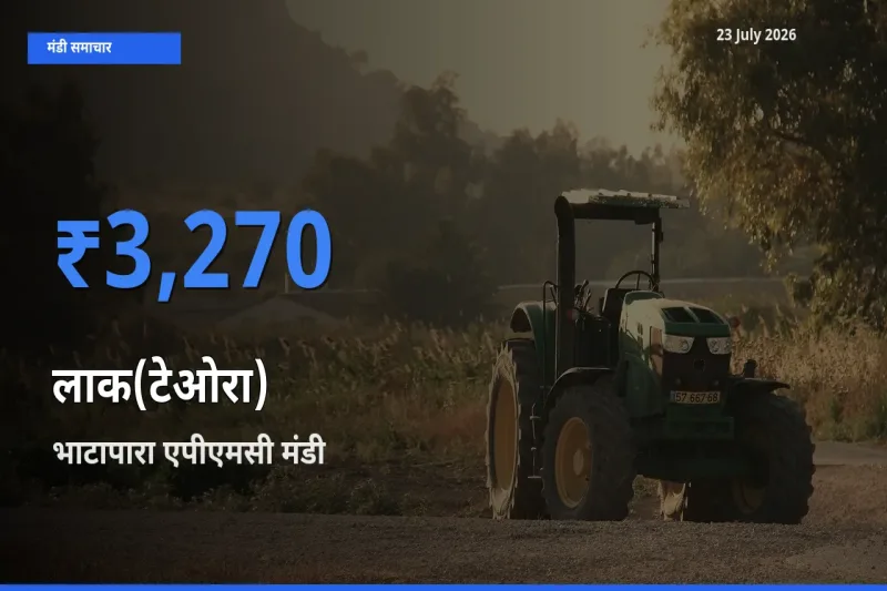 भाटापारा एपीएमसी में लाक(टेओरा) का आज सबसे ऊँचा भाव