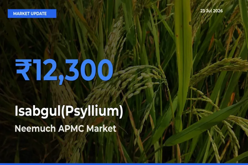 Neemuch APMC Tops Isabgul(Psyllium) Rates – July 23 Market Update